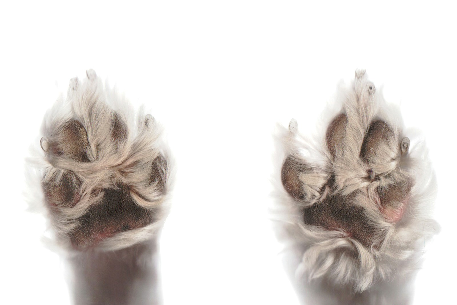 white and brown fur textile